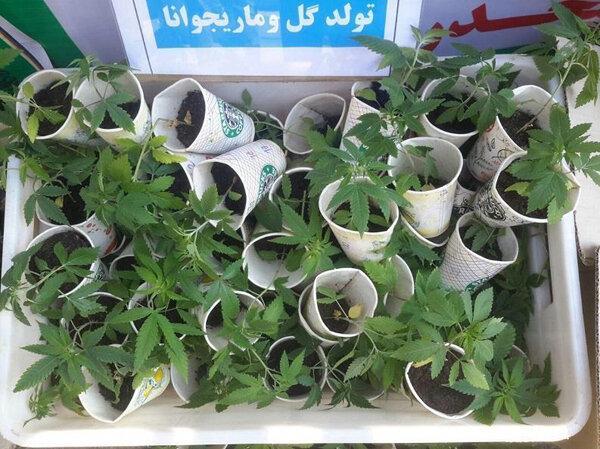شناسایی 2 گلخانه مخدر گل در غرب تهران ، شبکه 11 نفره فراوری گل متلاشی شد