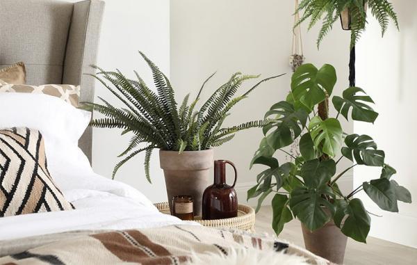 11 گیاه آپارتمانی مناسب برای اتاق خواب که به سلامت شما کمک می کنند