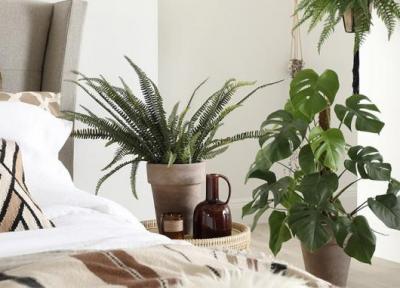 11 گیاه آپارتمانی مناسب برای اتاق خواب که به سلامت شما کمک می کنند