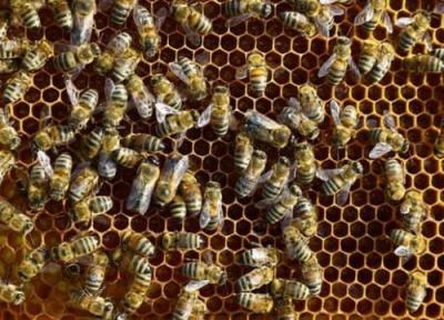 زنبورها هم فاصله گذاری اجتماعی را رعایت می کنند!