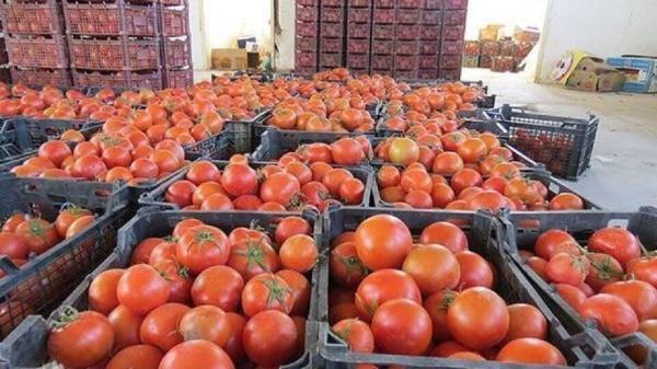 تولید 7 هزار تن گوجه فرنگی در جوین خراسان رضوی
